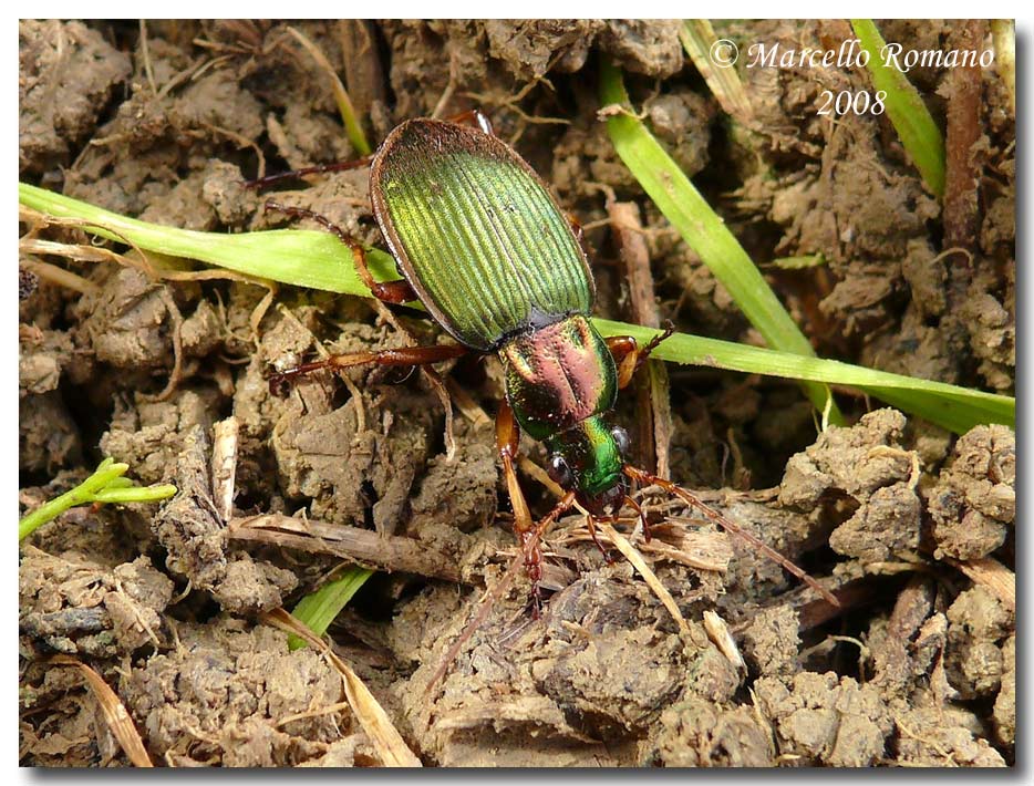 Chlaenius velutinus auricollis (Carabidae)